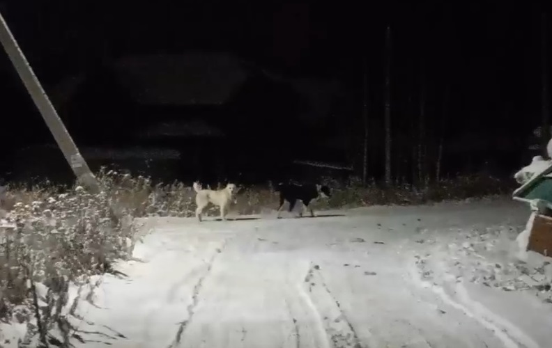 «Ходить опасно!»: собаки держат в страхе деревню Клюшниково под Костромой (ВИДЕО)