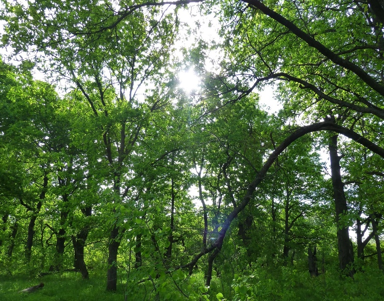 В Костромской области определены еще две особо охраняемые природные территории
