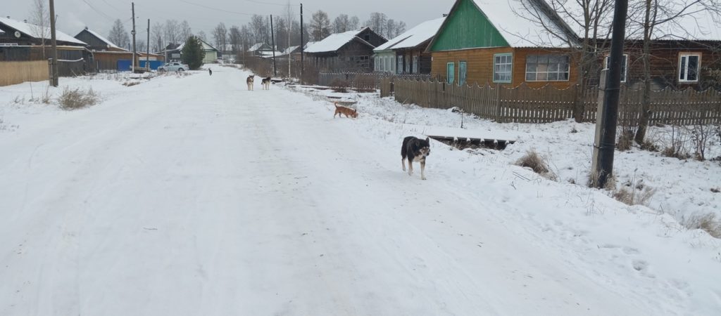Стая собак на самовыгуле не дает покоя жителям райцентра в Костромской области