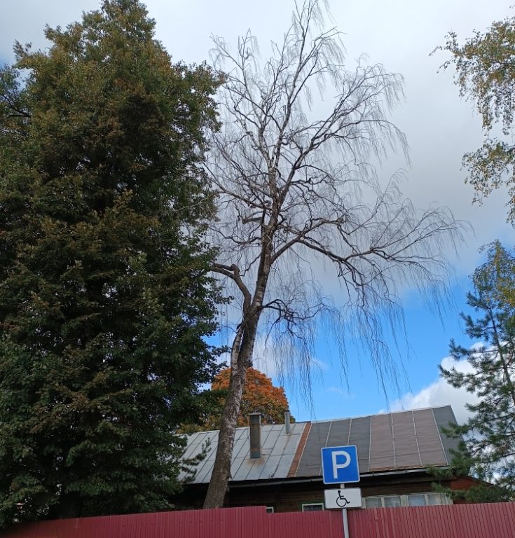 Костромичам напомнили об ответственности за нездоровые деревья