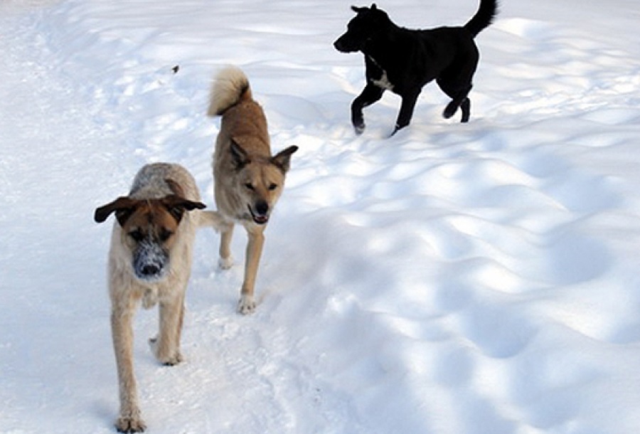 Отловом бродячих собак под Костромой займутся не раньше февраля