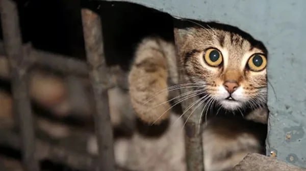 Четырех кошек «замуровали» в подвале многоэтажки в Костромской области