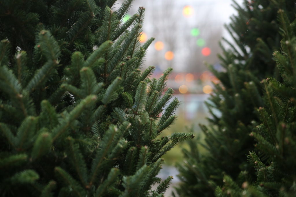 Костромичам советуют подождать еще пару дней до покупки новогодней елки