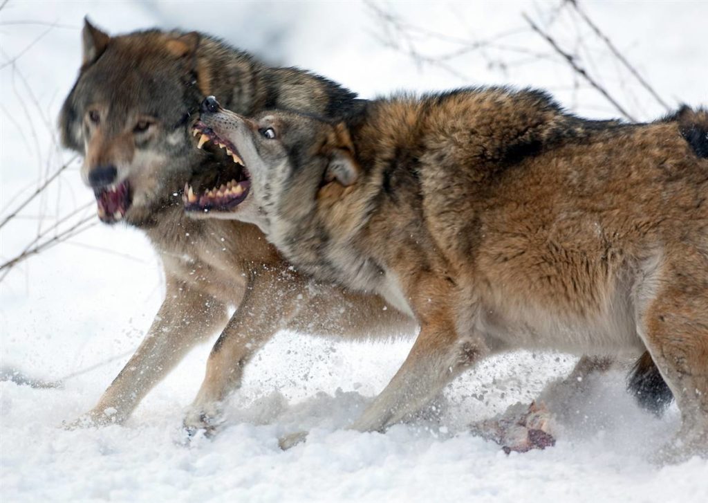 Волки нападают на собак в самом центре крупного села в Костромской области