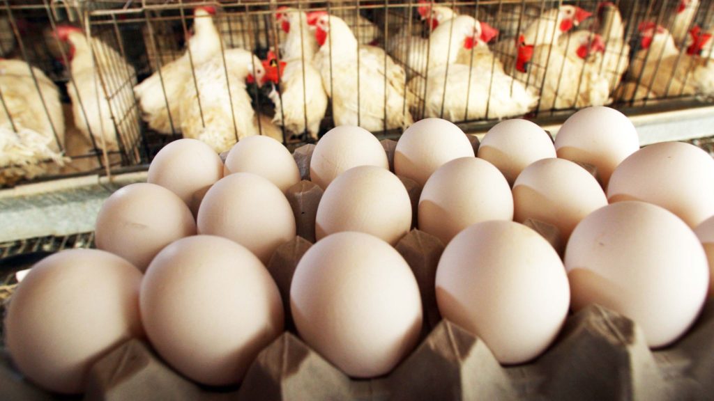 Где логика: в Костромской области подорожали яйца, но подешевела курица