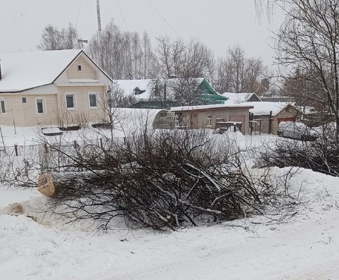 «Фамильные» деревья уничтожили в частном секторе в костромском Заволжье