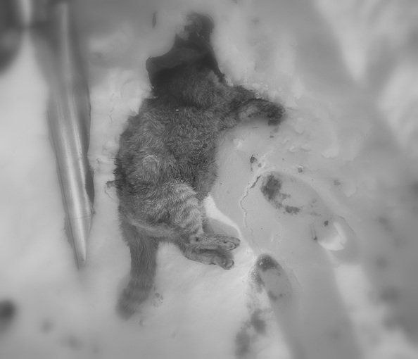 Живодерство или несчастный случай: костромичи обсуждают странную смерть котика в Заволжье