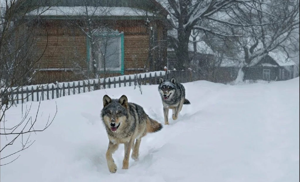 Чиновники объяснили, почему волки приходят в населенные пункты Костромской области