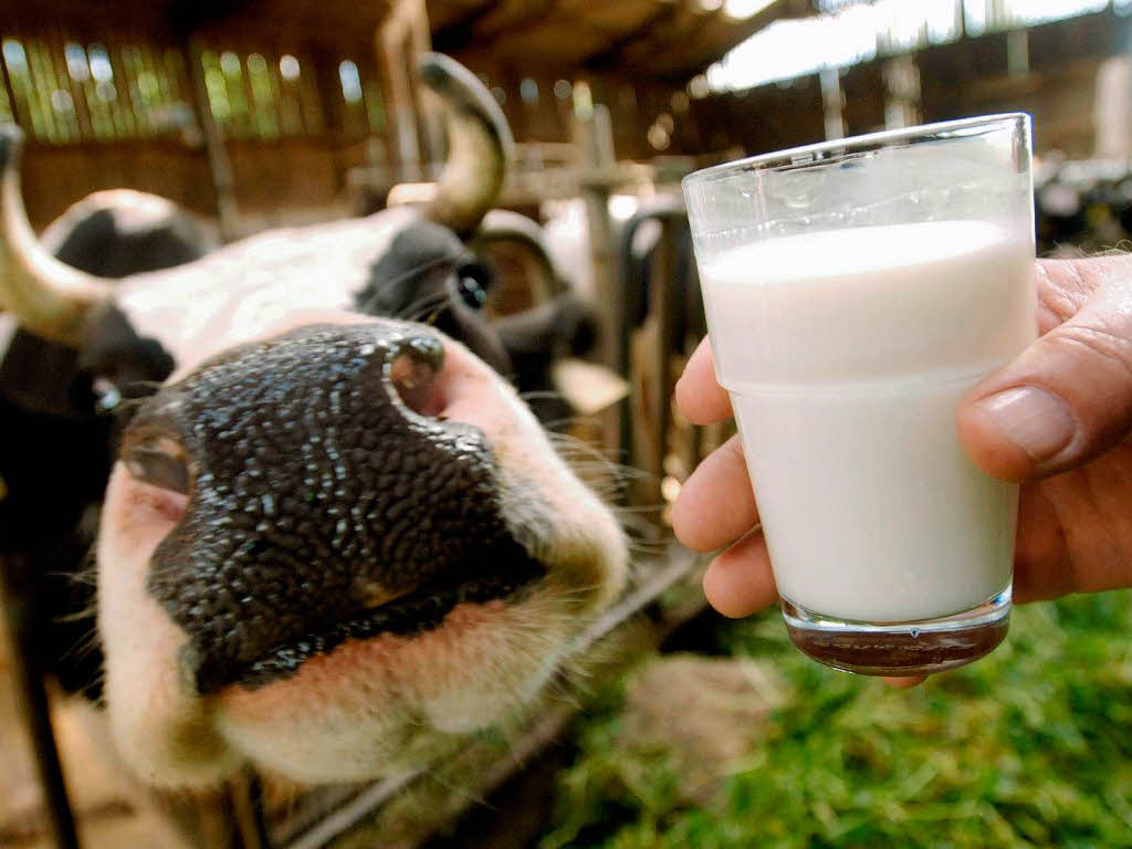 Каждая костромская корова в 2023 году дала в среднем 7190 килограммов молока