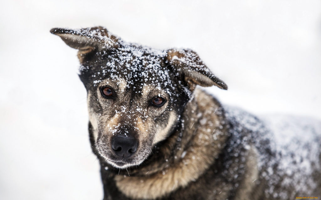 Костромским собаководам советуют крепче держать питомцев на поводках