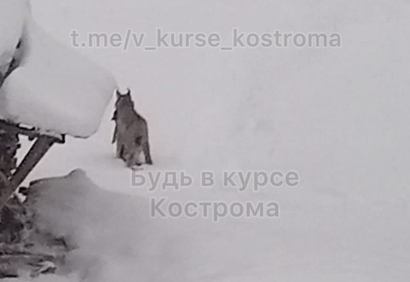 Рысь утащила домашнюю кошку в Костромской области