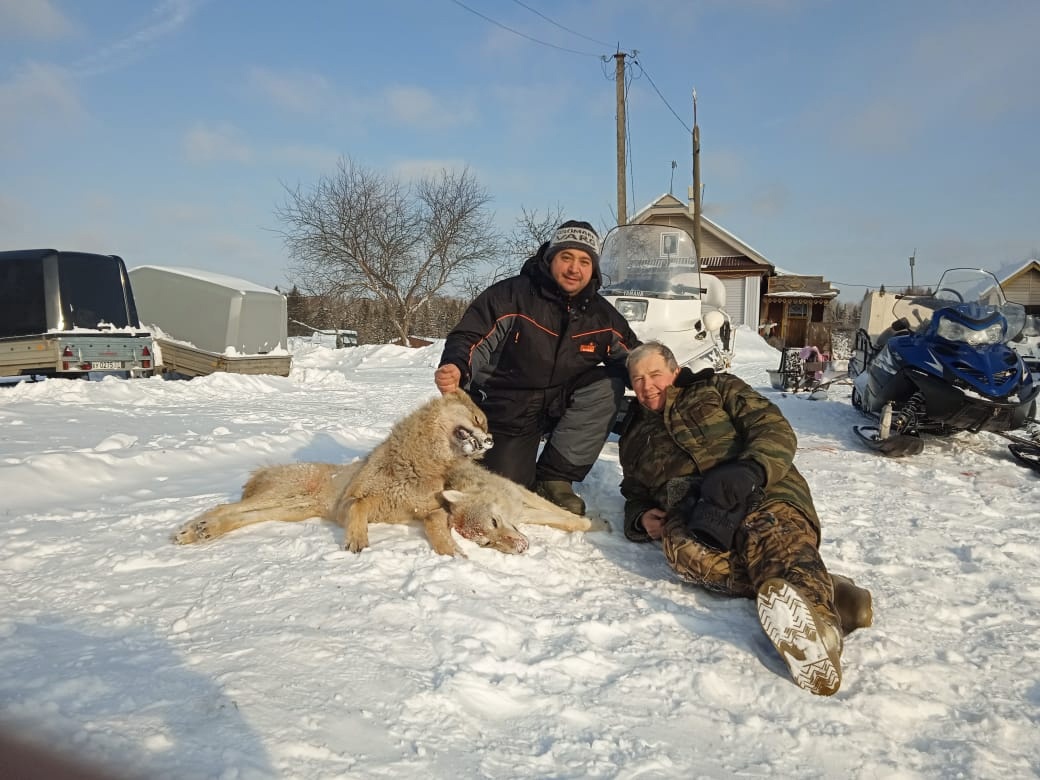 Двух крупных волков пристрелили в Костромской области