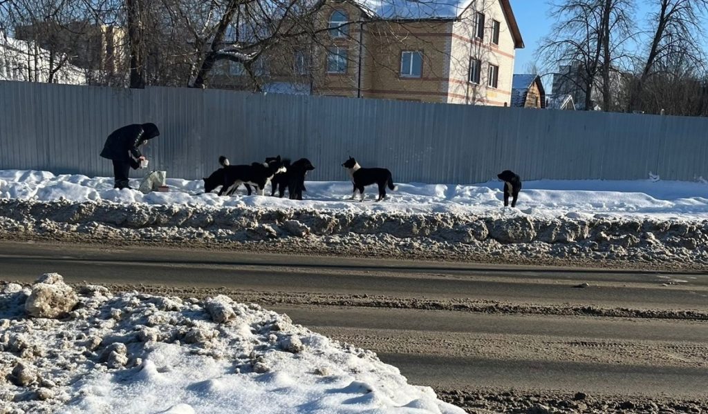 Стаи бездомных собак снова пугают жителей Костромы