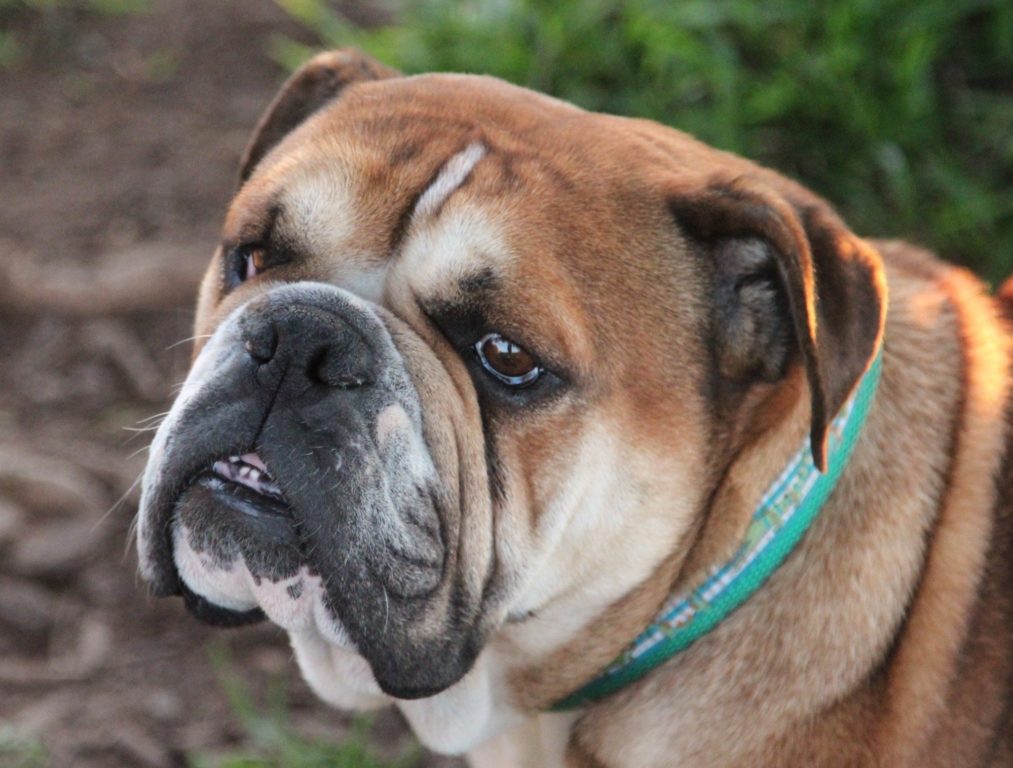 Костромским любителям собак не рекомендуют заводить особо опасных псов