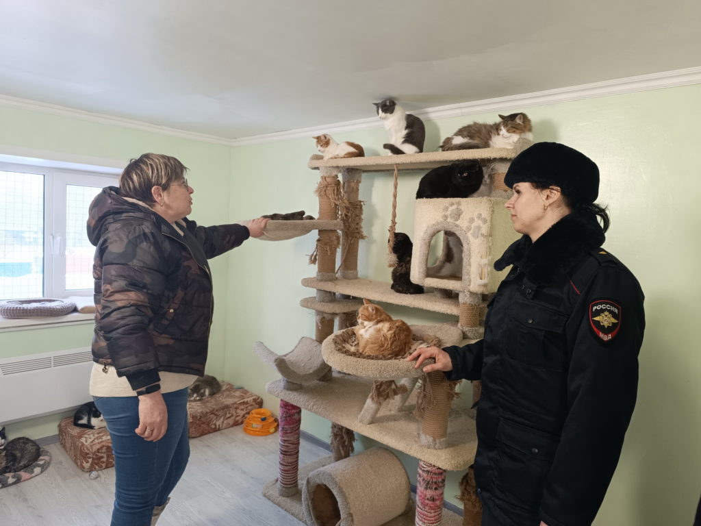 Костромские полицейские навестили пострадавшего в ДТП котика