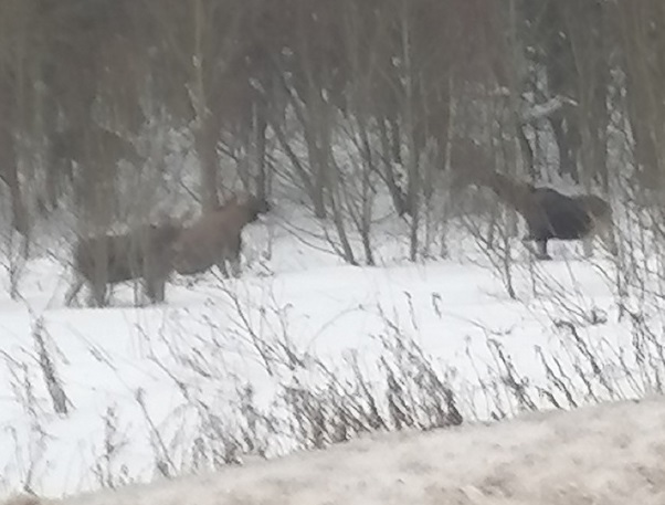 Три лося разгуливают рядом с оживленными трассами Костромской области