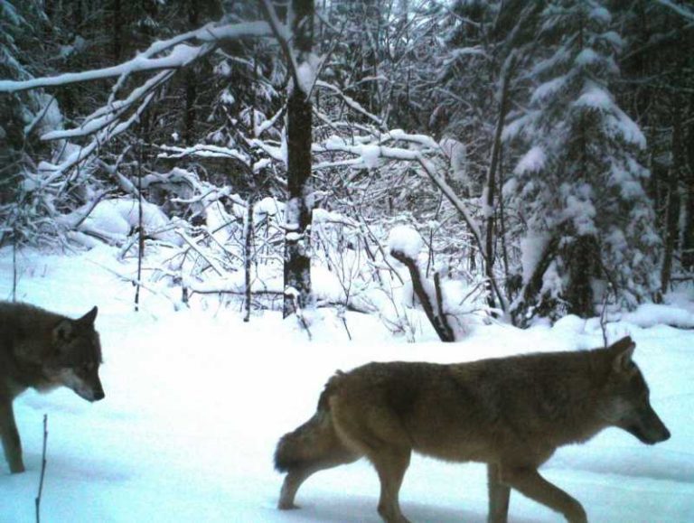 Большая стая волков попалась в фотоловушку в костромском лесу