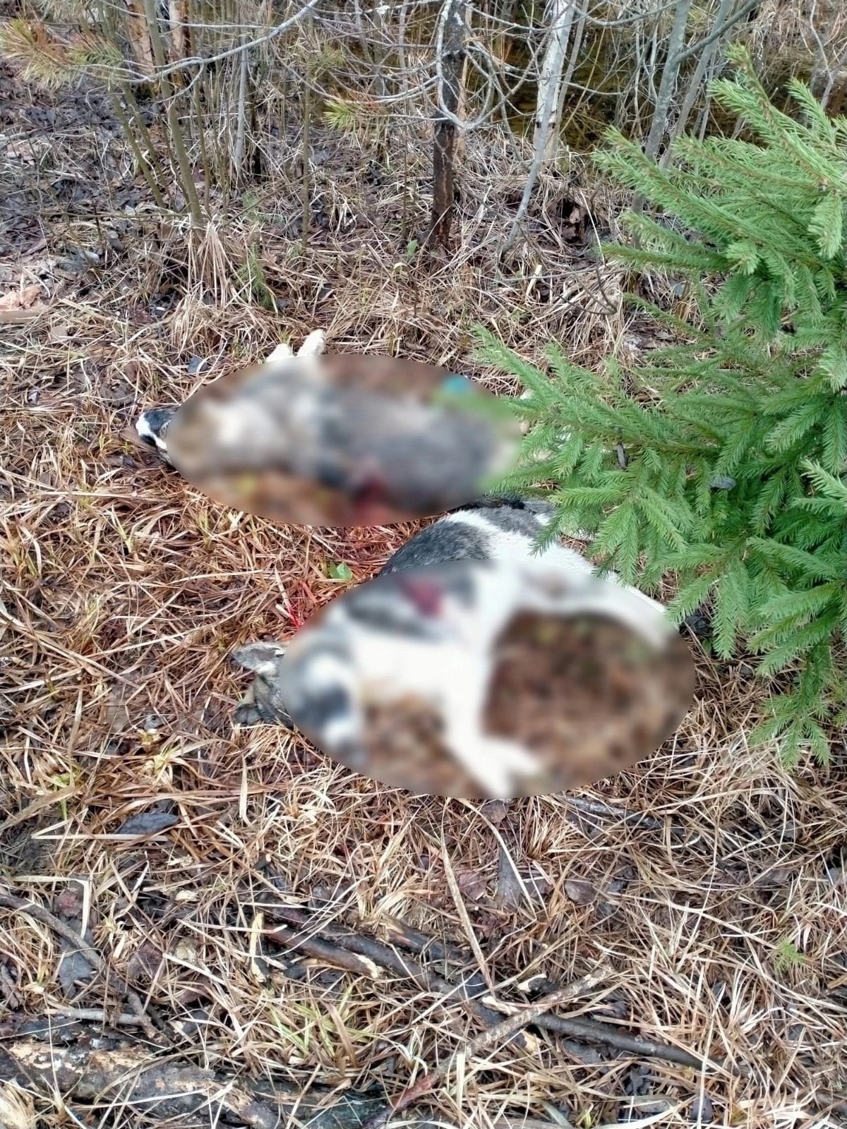 В Костромской области неизвестные застрелили двух щенков