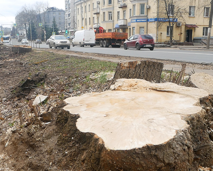 «Красоту загубили»: костромичи жалеют вырубленные ели на улице Ивана Сусанина