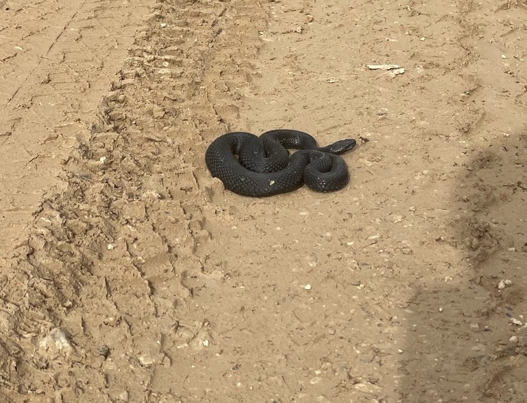 Ядовитые змеи выходят из спячки в Костромской области