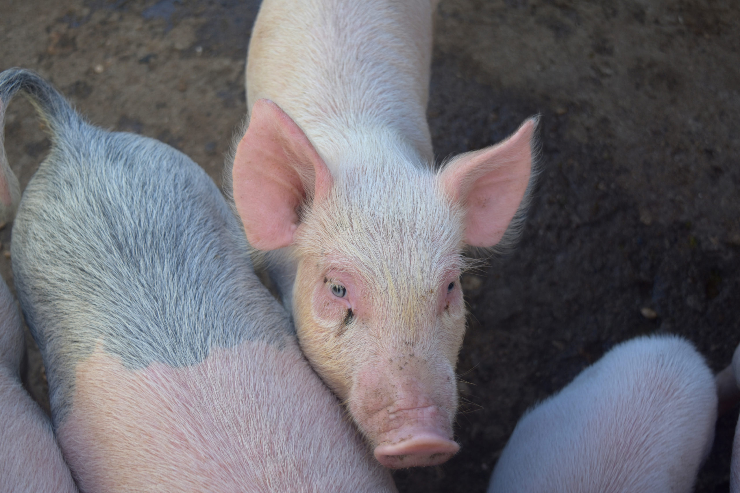 Костромских животноводов предупреждают об опасности африканской чумы свиней и оспы