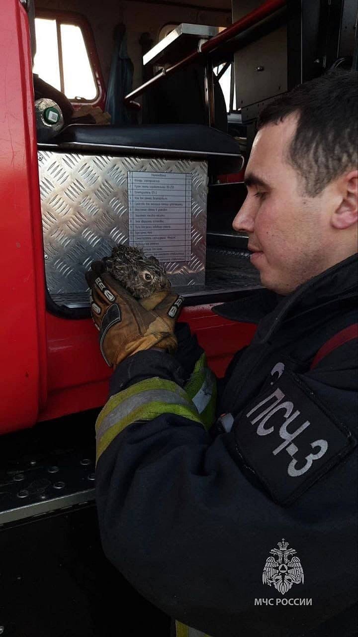 Костромские пожарные спасли из огня зайчонка