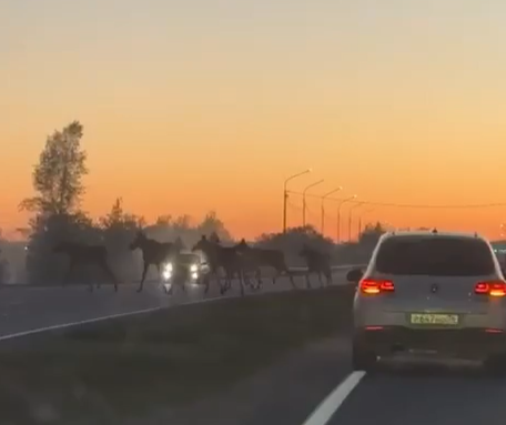 Костромские лоси устроили флешмоб на дороге