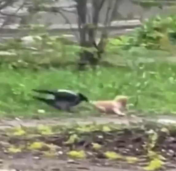 В Костроме ворона пыталась утащить котенка (ВИДЕО)