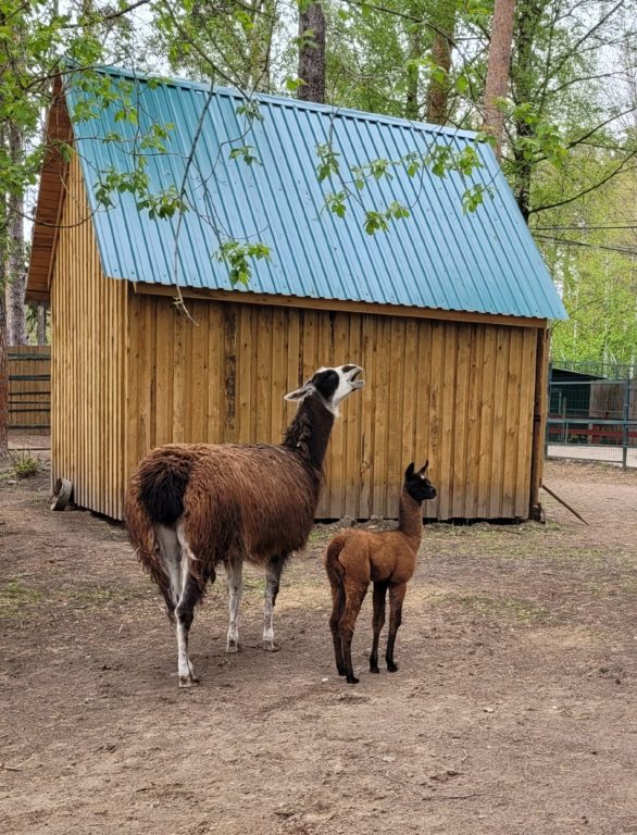 В Костромском зоопарке впервые родился детеныш ламы