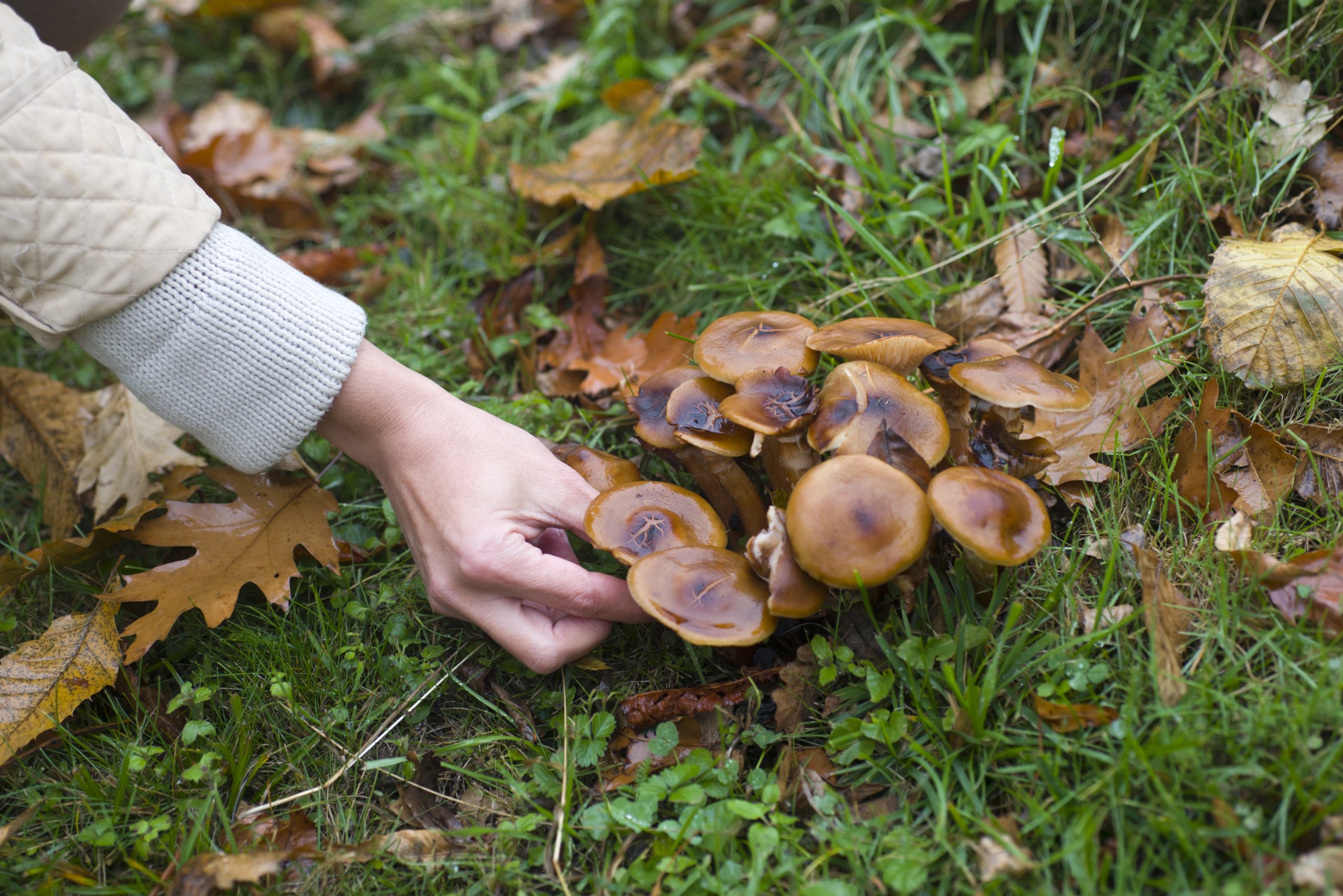 Костромичам напоминают об опасности весенних грибов