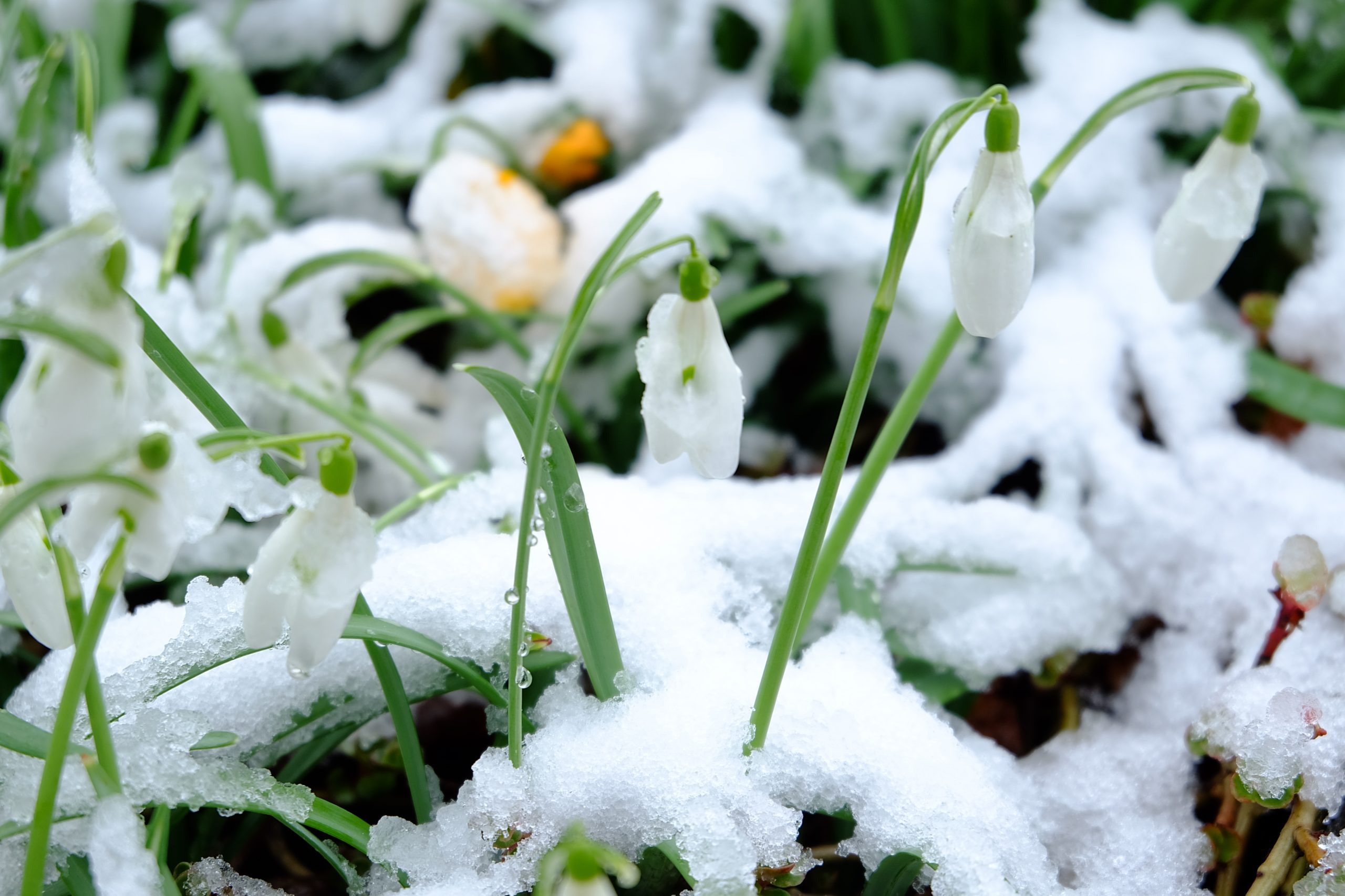 Снег и минусовые температуры: майские морозы не планируют уходить из Костромы
