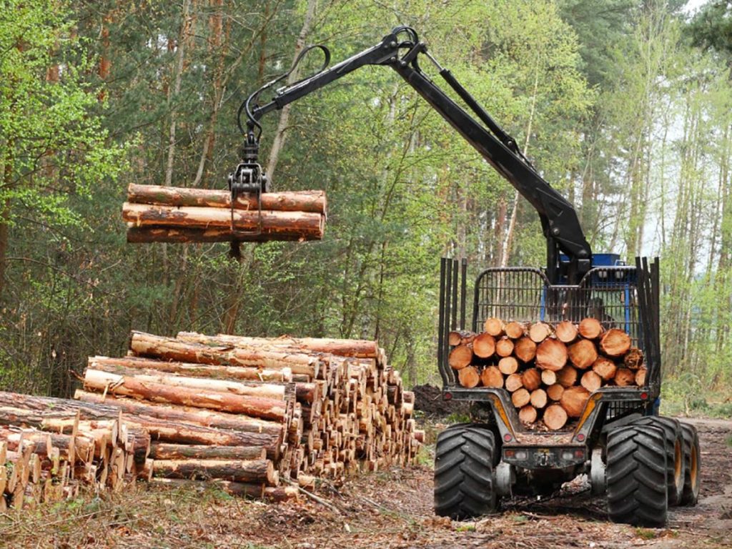 Костромская область заняла второе место в ЦФО по лесным доходам