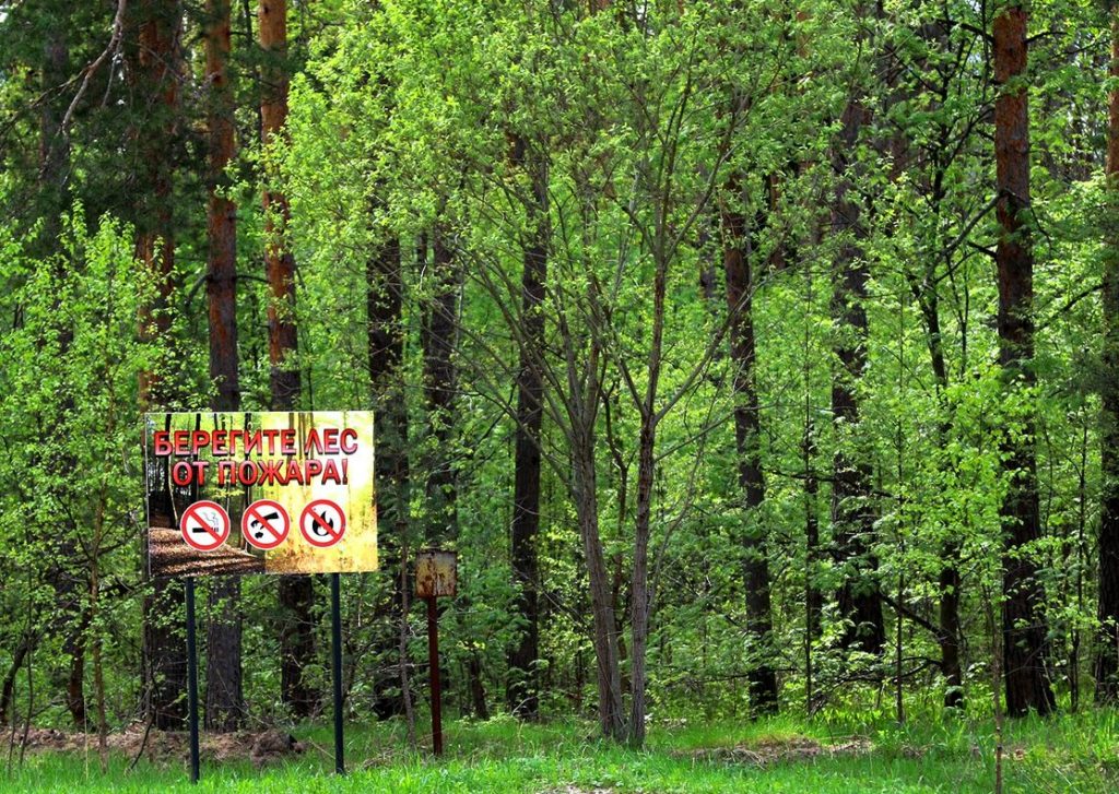 Костромичам запретили ходить в лес и жарить шашлыки в первые выходные лета