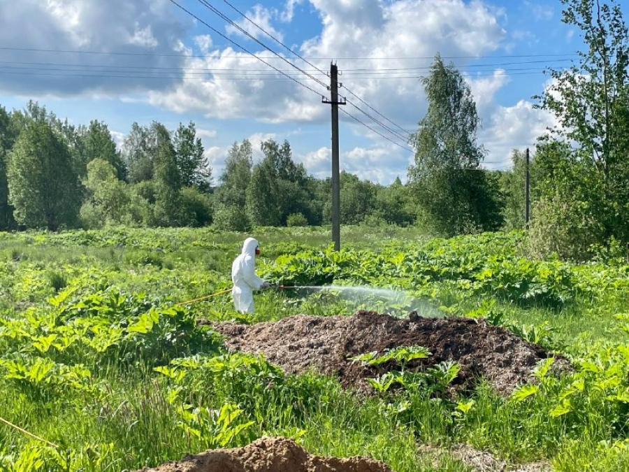 Опасный борщевик уничтожают пока не во всех районах Костромской области