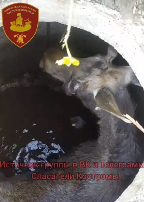 Костромские спасатели вытащили из колодца годовалого лося