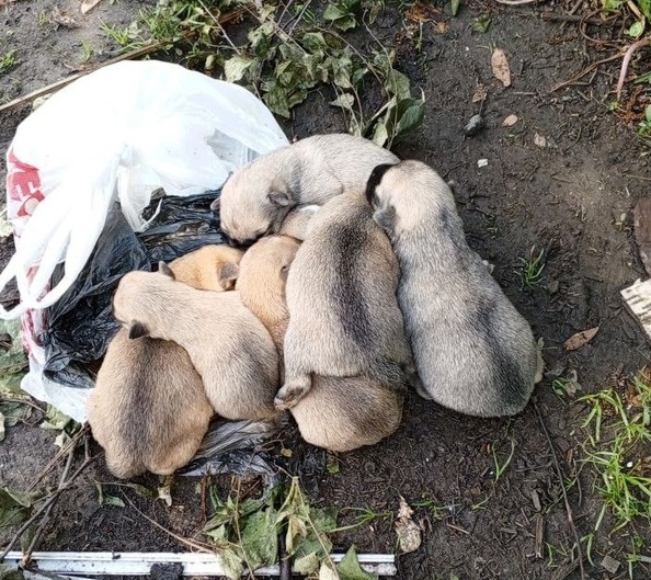Семь новорожденных щенков едва не умерли страшной смертью в Костромской области