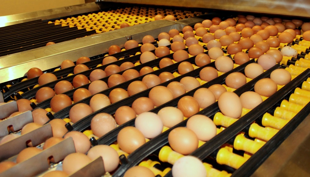Костромские предприятия произвели больше 417 миллионов яиц за пять месяцев
