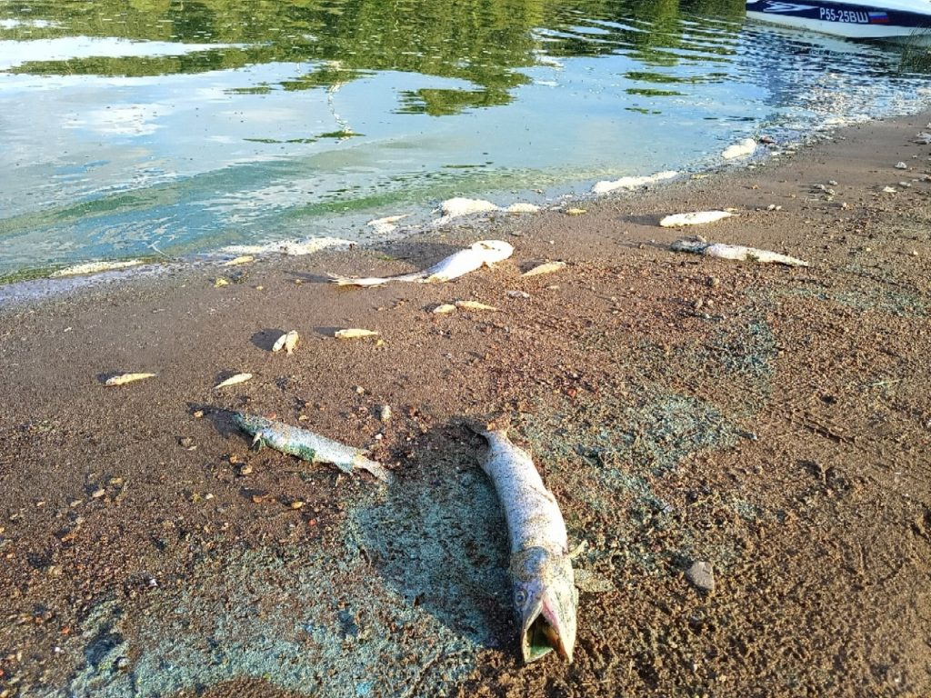 «Без слез не взглянешь»: в Волге по соседству с Костромой стремительно вымирает рыба