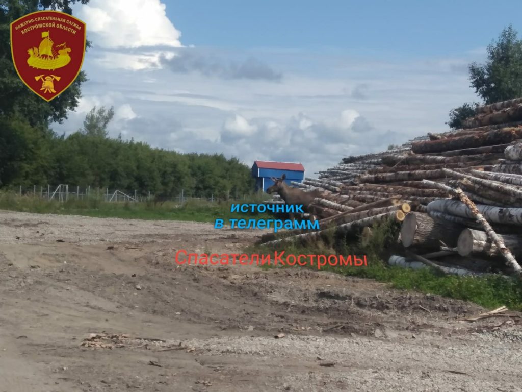 В Костромской области лося выгнали с территории завода с помощью имитации собачьего лая
