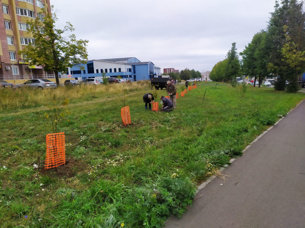 В Костроме посадили сотни молодых деревьев и кустарников