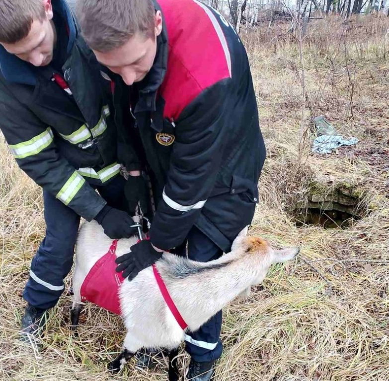 Костромские спасатели помогли незадачливой козе выбраться из колодца