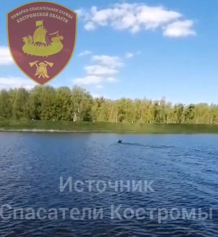 Лось успешно переплыл Волгу в Костроме
