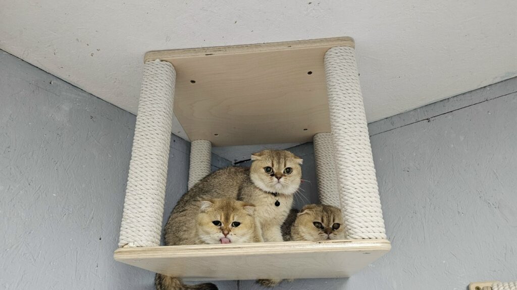 30 котиков из питомника-концлагеря подкинули проблем костромским волонтерам