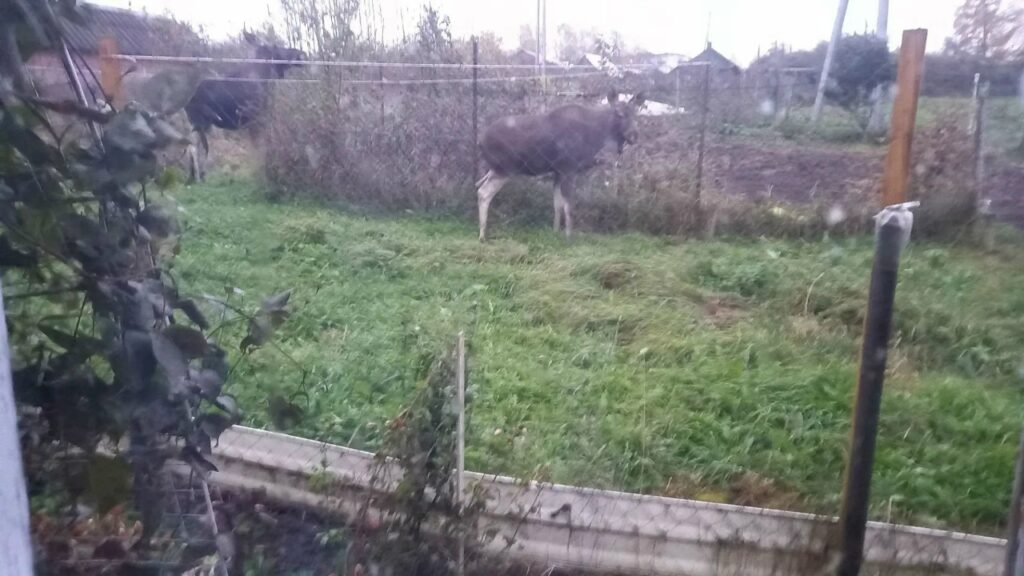 Лоси и медведи ходят по деревням и селам в Костромской области