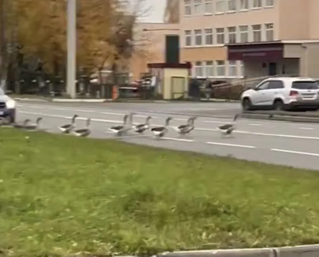 Костромичи в соцсетях делятся видео с нашествием птиц