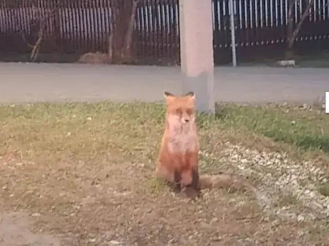 Лиса набросилась на людей в Костромской области