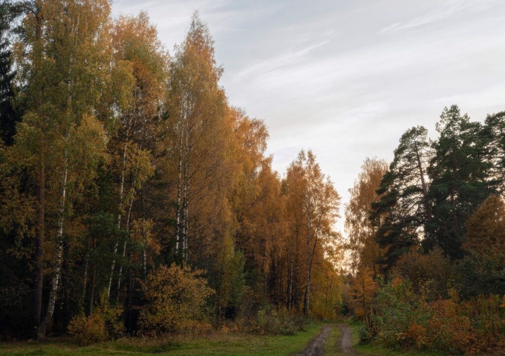 В Костромской области после атаки беспилотников нашли остатки взрывного устройства