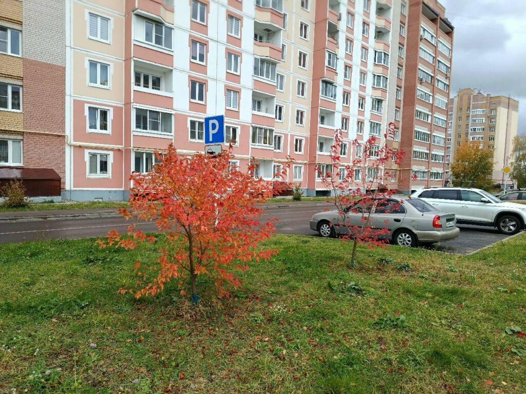 В Костроме до конца осени обещают высадить 1100 кустарников